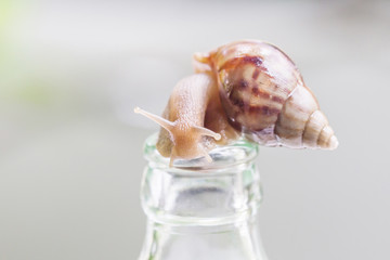 Close up snail climbing on glass bottle and blurred natural background (selective focus on the eyes).