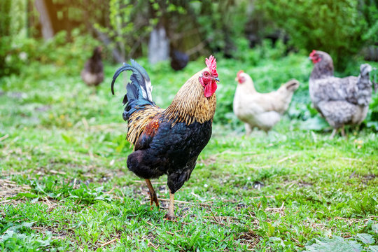 Beautiful healthy cockerel walking on green grass. Concept bird farm.