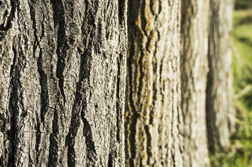 Sequential poplar trees, poplar shell patterns, background pictures

