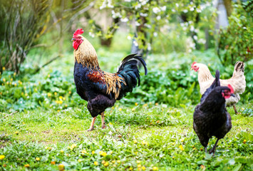 Colored healthy cockerel walking on green grass. Concept bird farm.