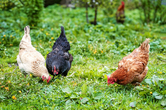 Three chicken walk on the lawn. Concept bird farm.