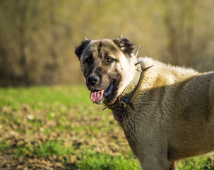 Posters dog pictures, posters great shepherd dog pictures,
