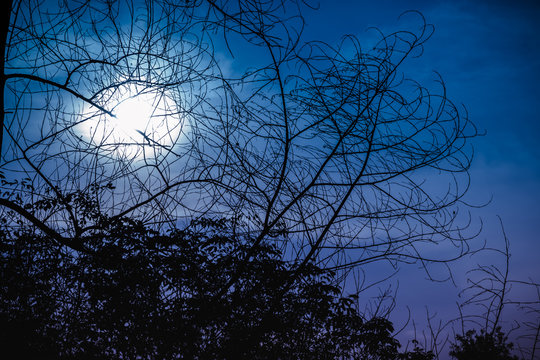 Silhouette of dry tree against night sky with beautiful moonlight. Outdoor.