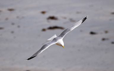 Seagull flying over beach in Love