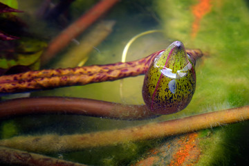 Close up of water lily bud