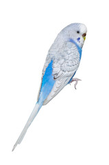 Budgerigar isolated on white