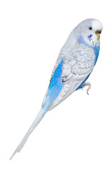 Budgerigar isolated on white