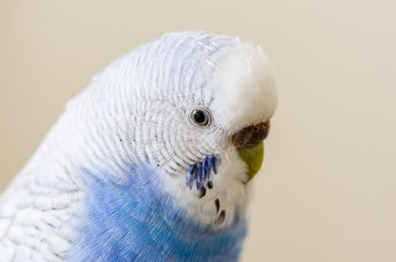 Budgerigar isolated on white
