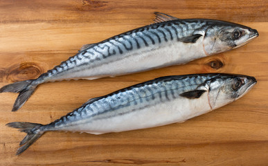 Pair of fresh mackerel on wooden board surface. Top view, close up.