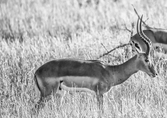 Impala male at the Kruger National Park, South Africa