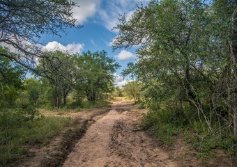 Fototapeta na wymiar Landscape in Hlane-Royal National Park, Swaziland