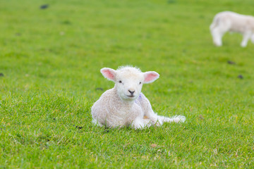 Obraz premium Small cute lamb gambolling in a meadow in England farm