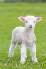 Naklejka na ściany i meble Small cute lamb gambolling in a meadow in England farm