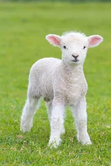 Wall murals Sheep Small cute lamb gambolling in a meadow in England farm