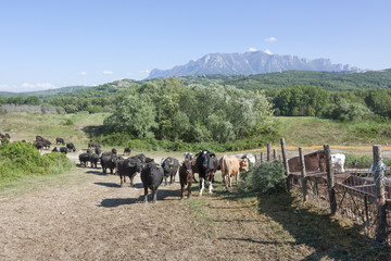 Buffalo grazing in a field. Campania, Italy, Europe