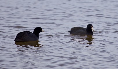 Fototapeta premium Beautiful background with two amazing american coots in the lake