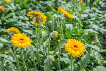 Orange gerbera flowers and buds from close