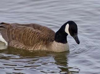 Beautiful isolated photo with a cute Canada goose in the lake