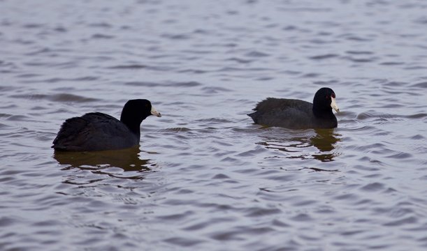 Beautiful background with two amazing american coots in the lake