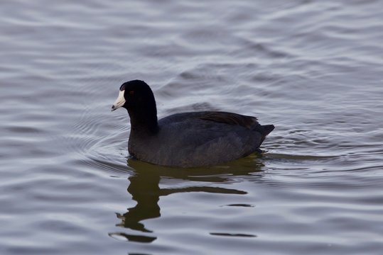 Beautiful image with amazing american coot in the lake