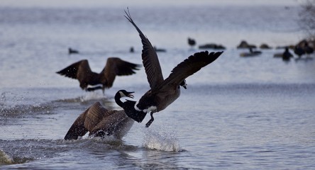 Beautiful isolated image with Canada geese in flight