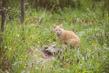 Cute cat in garden
