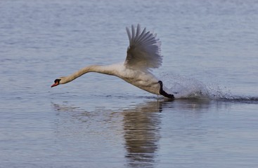 Beautiful image with a powerful swan's take off