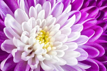 Poster Purple chrysanthemum in closeup © Shy Radar