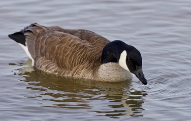 Beautiful image with a cute Canada goose in the lake