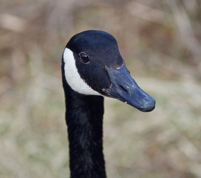 Beautiful portrait of a cute funny Canada goose in the lake