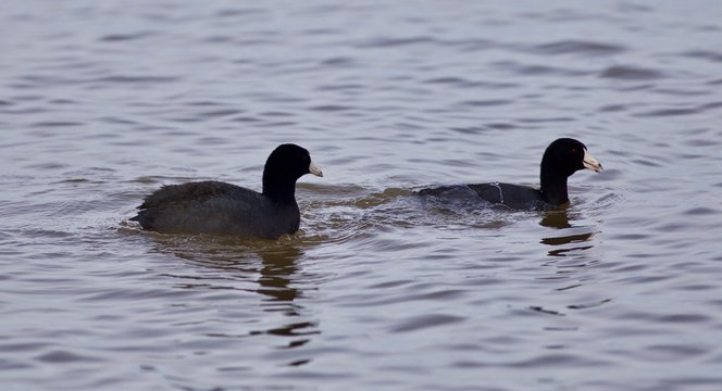 Beautiful picture with two amazing american coots in the lake
