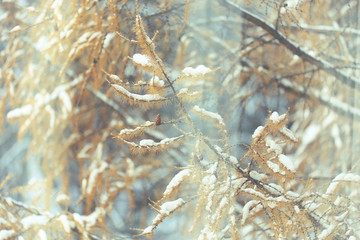 background winter forest covered with snow