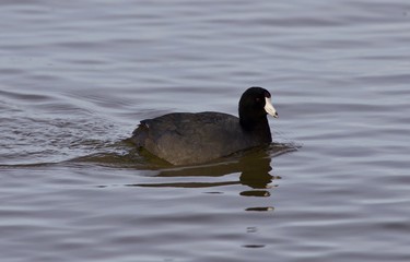 Beautiful image with amazing american coot in the lake