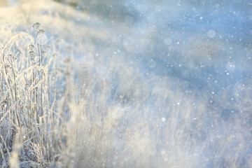 Obraz premium winter background blur forest snowflakes bokeh