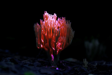 Different mushrooms in the clearing