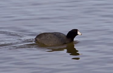 Beautiful image with funny weird american coot in the lake