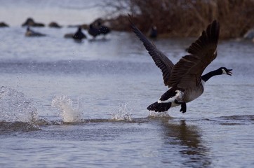Beautiful isolated photo with a Canada goose in flight