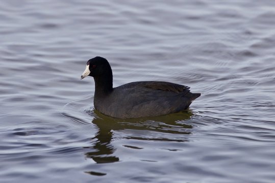 Beautiful picture with funny weird american coot in the lake