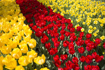 Keukenhof Flowers