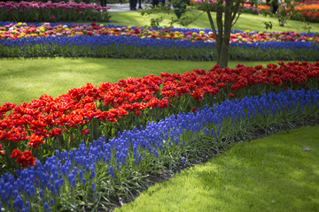 Keukenhof Flowers7