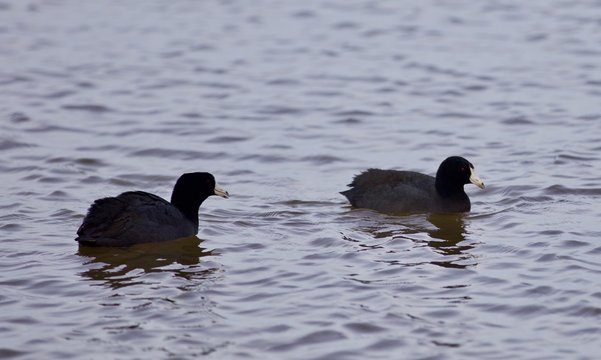 Beautiful postcard with two amazing american coots in the lake