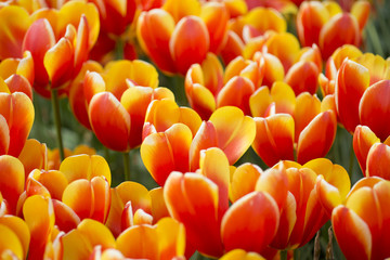 Keukenhof Flowers5