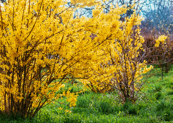 Fototapeta na wymiar Forsythia flowers in front of with green grass and blue sky. Golden Bell, Border Forsythia (Forsythia x intermedia, Forsythia europaea). Blooming in spring garden bush forsythia. Rural.