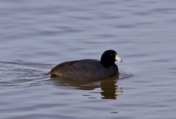 Beautiful picture with funny weird american coot in the lake