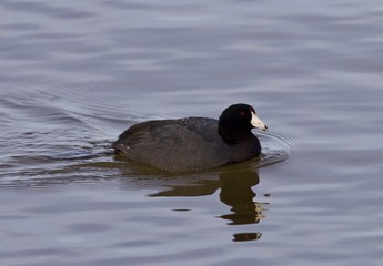 Beautiful picture with funny weird american coot in the lake