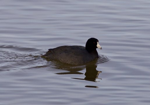 Beautiful photo with funny american coot in the lake