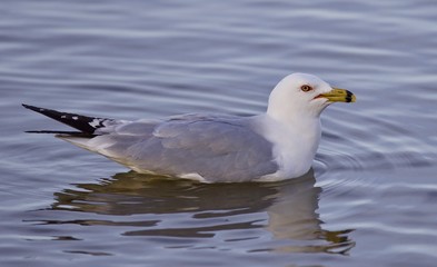 Beautiful isolated image with a swimming gull