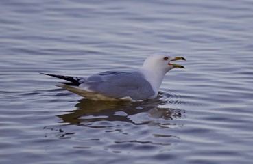 Fototapeta premium Beautiful isolated photo with a gull screaming in the lake