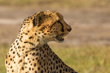 Fototapeta na wymiar Cheetah sitting and look away