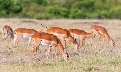 Impala antelopes grazing on the savannah